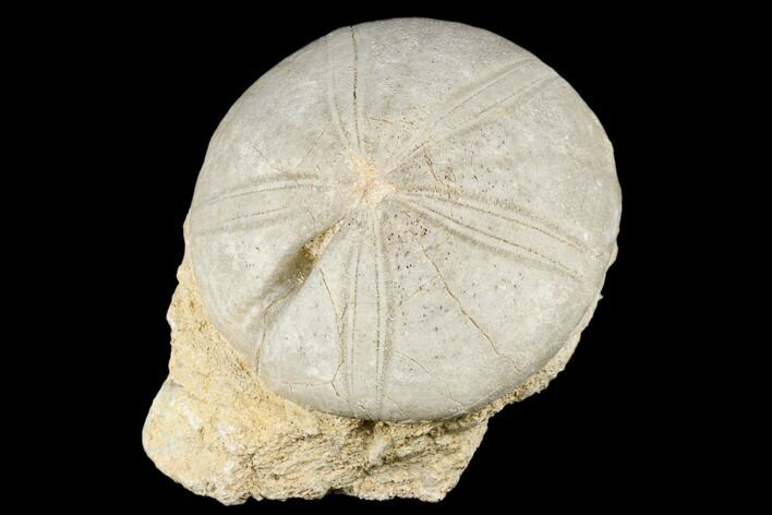 Jurassic Sea Urchin (Clypeus) Fossil - England #177050
